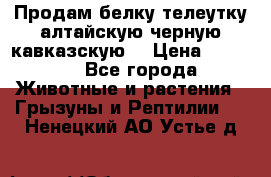 Продам белку телеутку алтайскую,черную кавказскую. › Цена ­ 5 000 - Все города Животные и растения » Грызуны и Рептилии   . Ненецкий АО,Устье д.